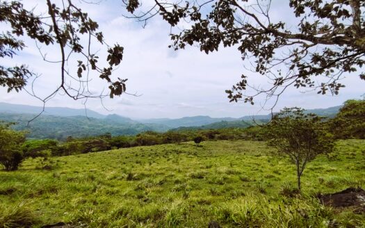 Chame – Sora Land For Sale – Manglarito
